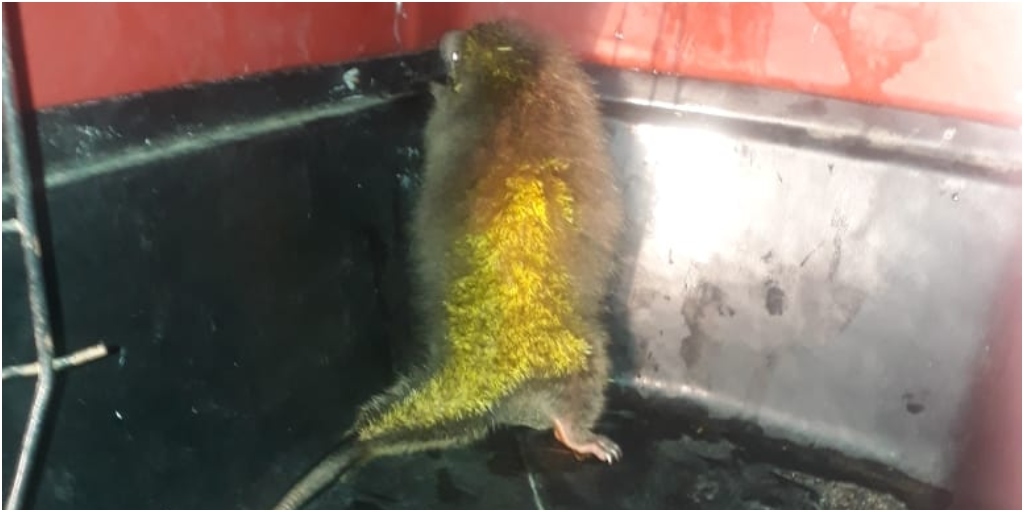 Roedor pode medir até cerca de 50 cm e pode pesar até 1 kg