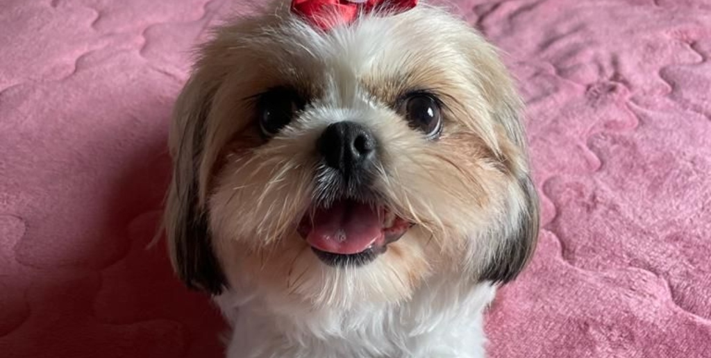 Pets também merecem atenção especial durante o calor