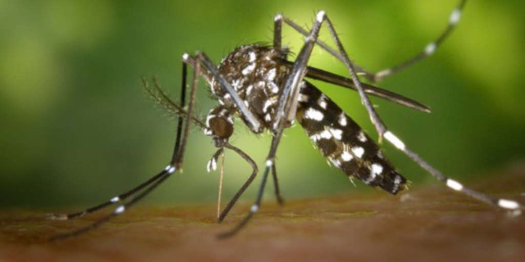 Casos de chikungunya na Região Serrana do Rio quadruplicam em 2018