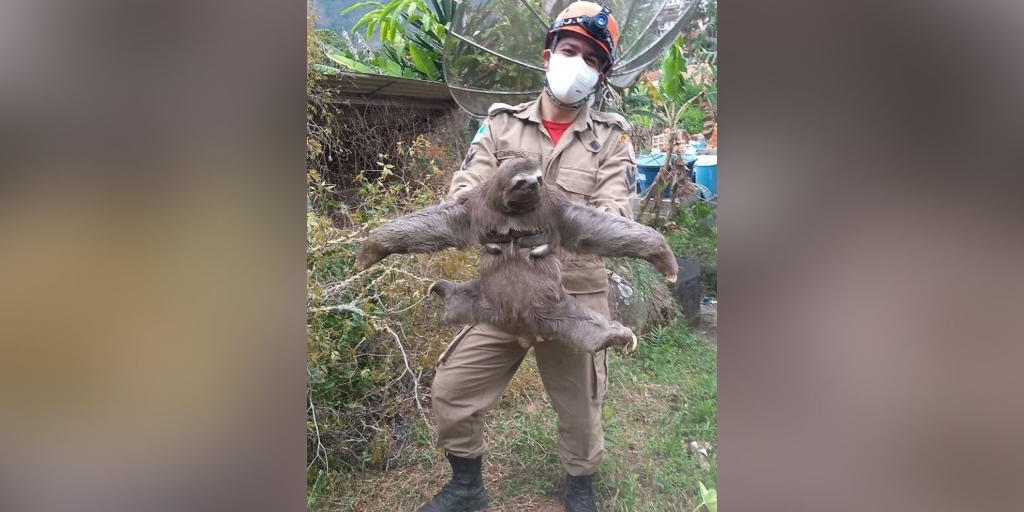 Bicho-preguiça é resgatado em área urbana de Nova Friburgo