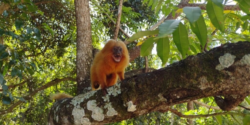 Após resgate de micos-leões-dourados na África, proteção será reforçada em parque de Cabo Frio