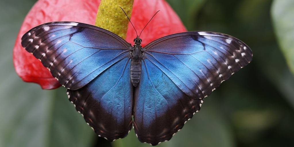 Por que as borboletas aparecem em maior número no verão?