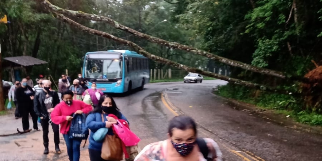 Árvore caiu e deixou trânsito interditado na RJ-150, em Nova Friburgo