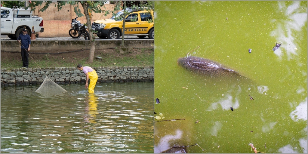 A prefeitura informou que cerca de 350 peixes foram retirados vivos do lago, para a limpeza ser realizada