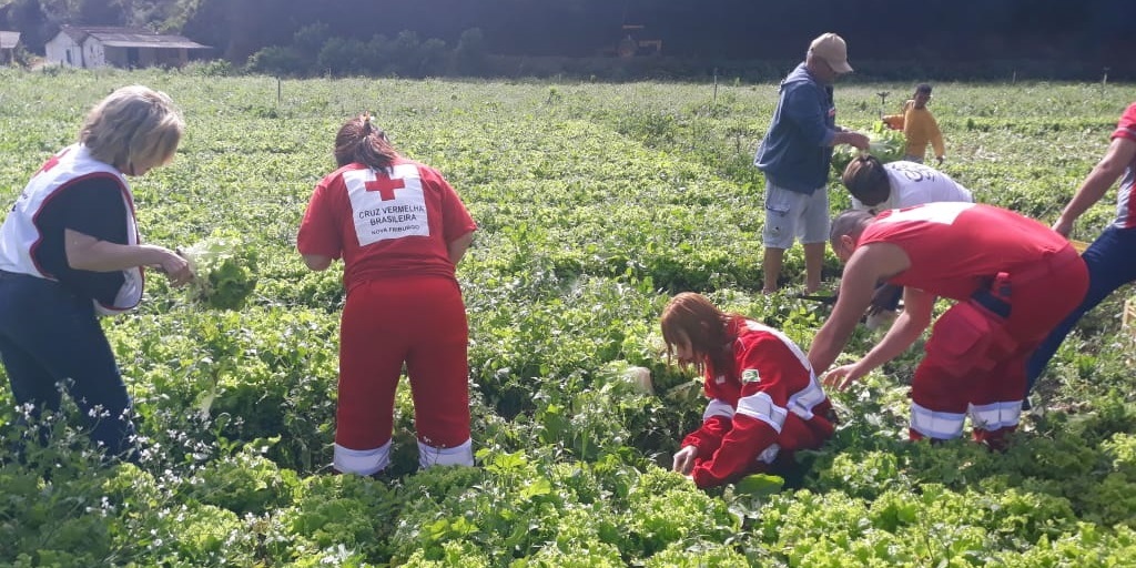 Voluntários da Cruz Vermelha de Nova Friburgo colheram cinco mil pés de alface para doação a moradores de áreas carentes