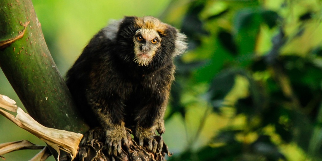 Parque Nacional da Serra dos Órgãos tem 119 espécies de animais em risco de extinção
