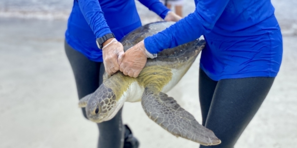 Projeto em Arraial se destaca por pioneirismo no monitoramento de espécies marinhas