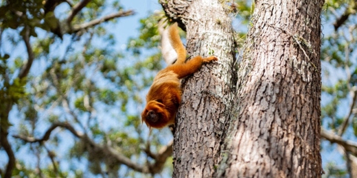 Conhecer para preservar: Cabo Frio inicia estudo para identificar micos em parque municipal