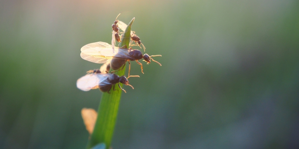 Cansado de limpar o chão? Biólogo explica infestação de formigas voadoras nesta época do ano