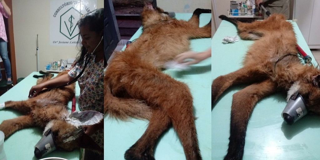 Lobo-guará encontrada em Cantagalo acende alerta para cuidados com animais