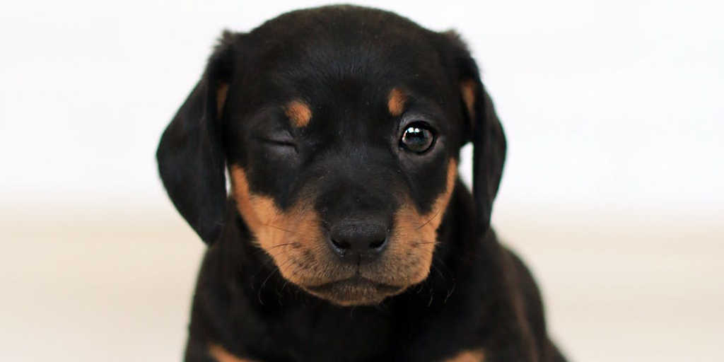 Final de semana de campanhas de adoção de animais em Nova Friburgo