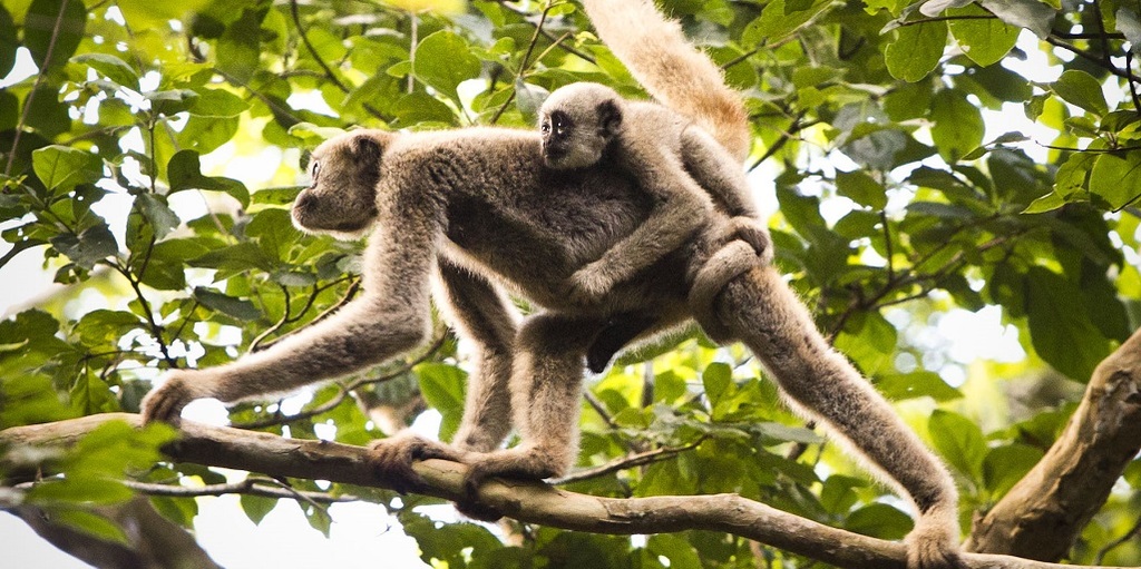 Muriquis são os maiores macacos da América e podem ser encontrados no parque 