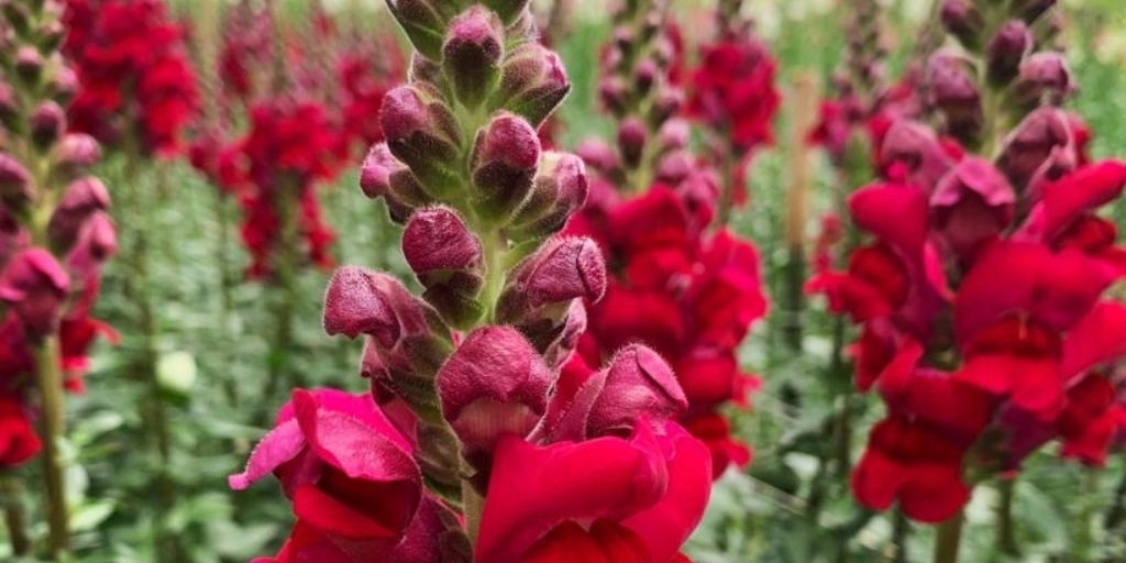 Flores da região serão comercializadas na festa