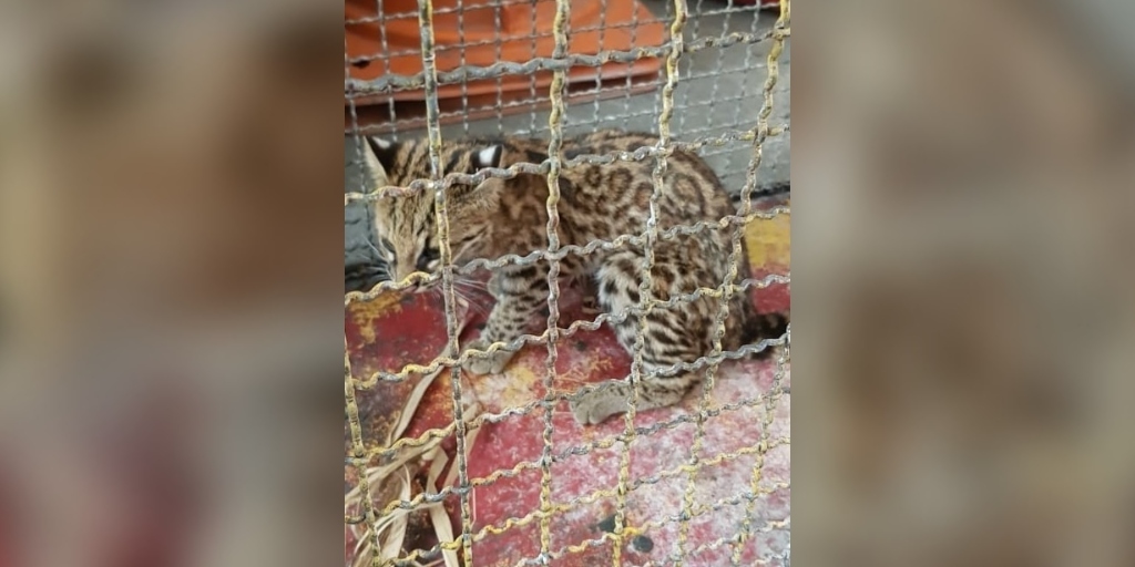Filhote de jaguatirica é resgatada em varanda de casa em Nova Friburgo