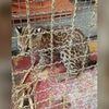 Filhote de jaguatirica é resgatada em varanda de casa em Nova Friburgo