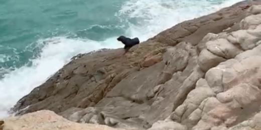 Lobo-marinho é encontrado próximo ao Morro do Vigia, em Arraial do Cabo; veja o vídeo
