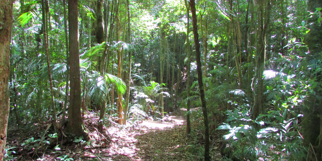 A trilha é considerada leve e possui uma pequena floresta de palmeiras Juçaras
