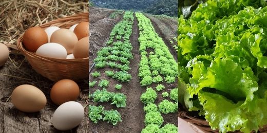 Teresópolis ganha feira virtual para agricultores divulgarem produtos
