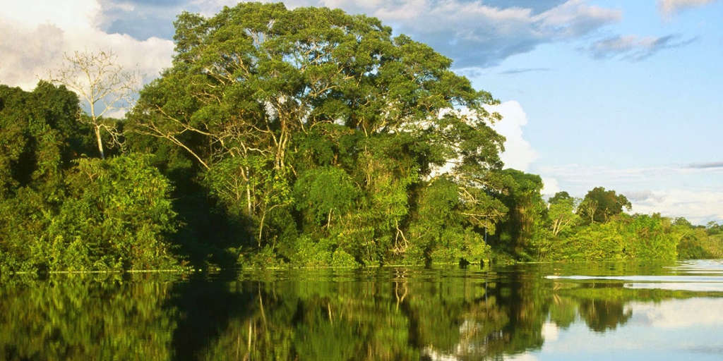 Desmatamento da Floresta Amazônica está atrelado a paraísos fiscais