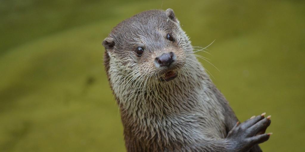 Uma simpática visitante! Lontra aparece em rua do Centro de Nova Friburgo; vídeo