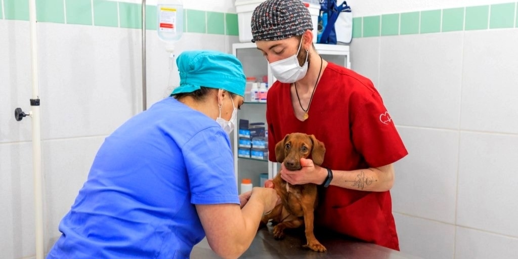Teresópolis inicia programa municipal gratuita de castração animal 