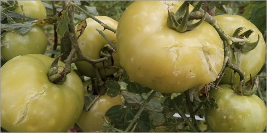 Cultivo de tomate foi totalmente perdido 