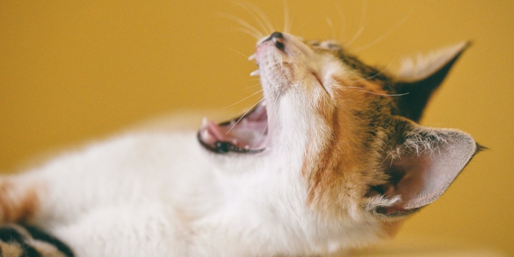 Teresópolis amplia vacinação antirrábica para cães e gatos nos bairros