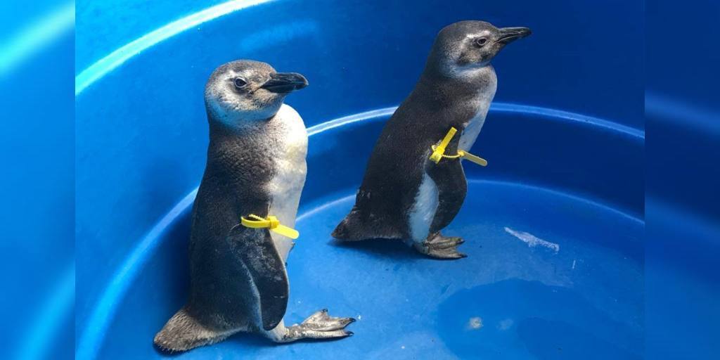 Pinguins encaminhados ao CTA, na Região dos Lagos, recebem atendimento veterinário