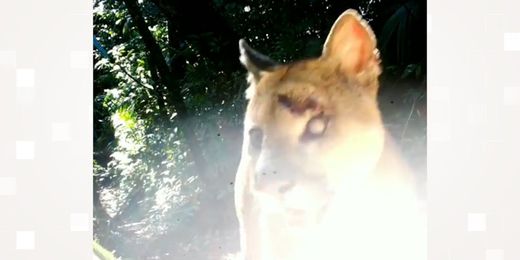 Parnaso faz diversos registros de animais selvagens em meio à pandemia