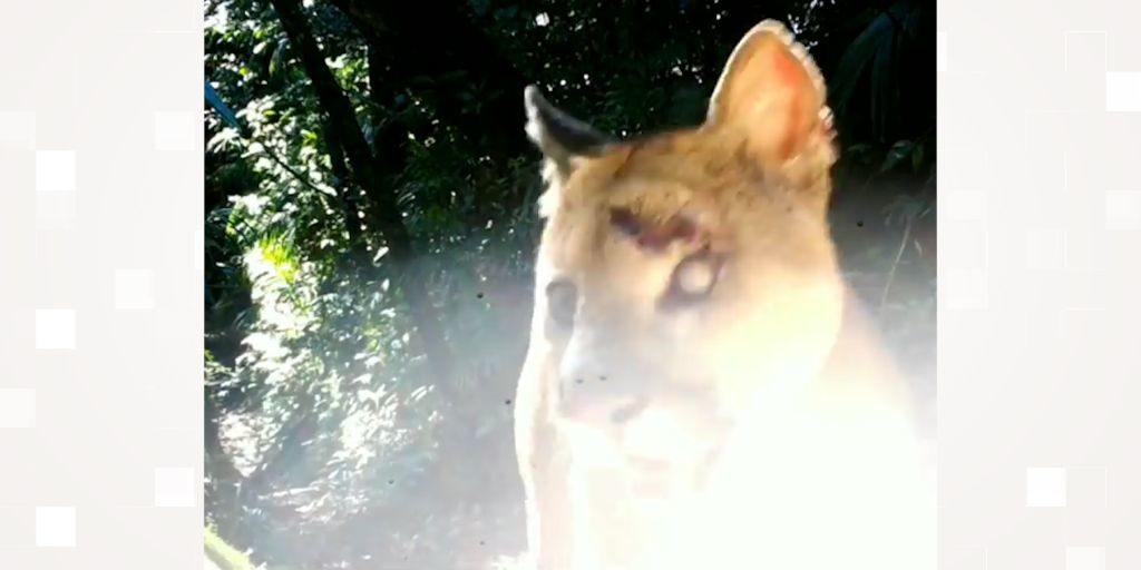 Parnaso faz diversos registros de animais selvagens em meio à pandemia