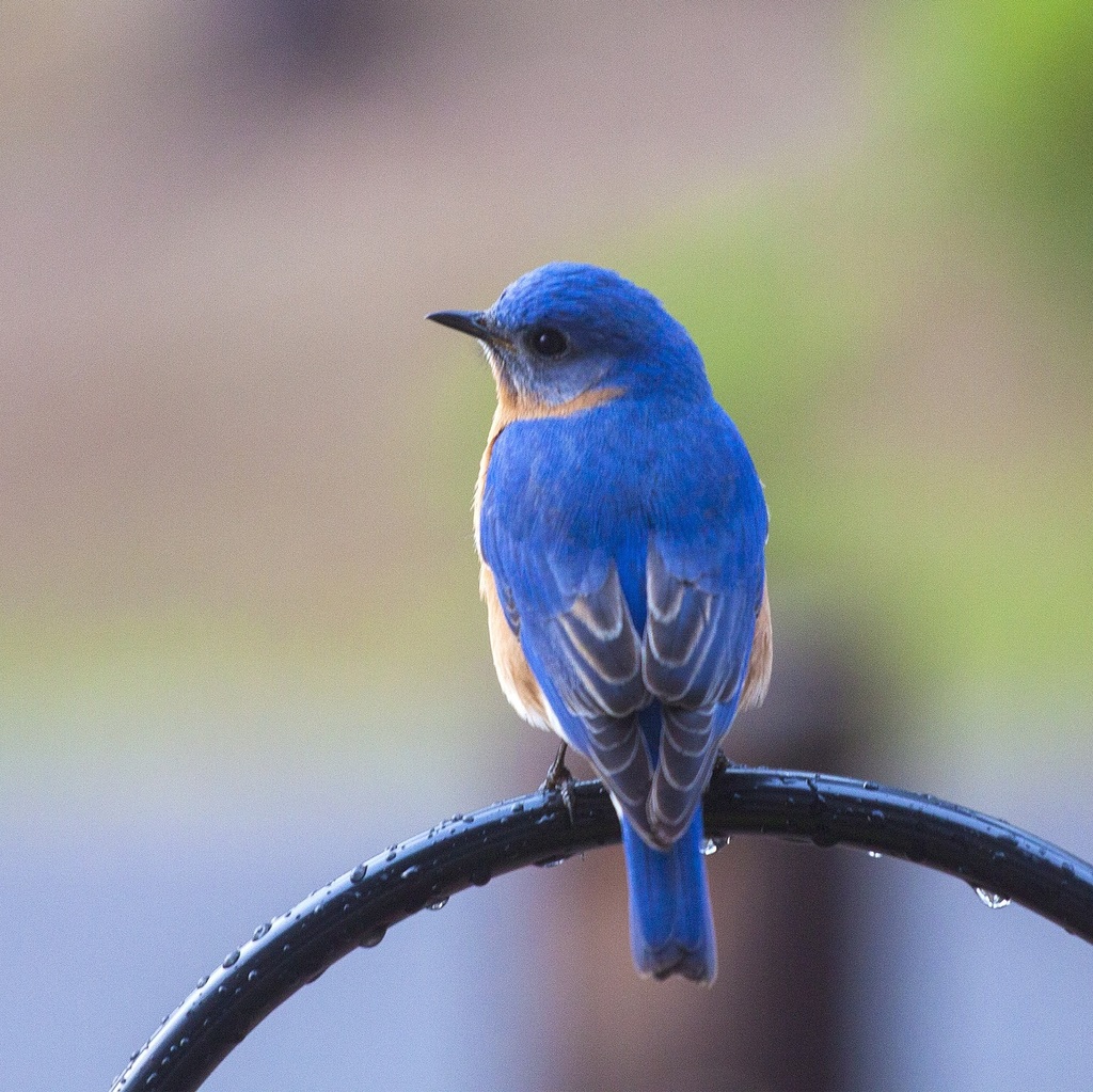 Pássaro azulão estava entre as aves resgatados em cativeiro, em Cantagalo