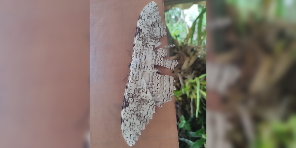Mesmo com o porte grande, a mariposa consegue se camuflar nas árvores