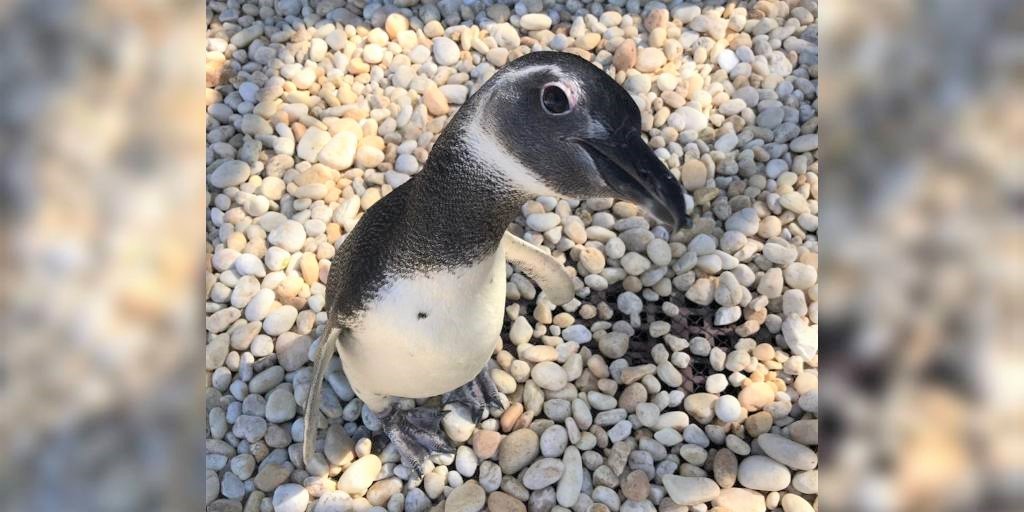 Pinguim é resgatado em Araruama; saiba o que fazer caso encontre um desses animais 