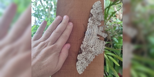 Mariposa do imperador, uma das maiores do mundo em envergadura de asas, é vista em Nova Friburgo