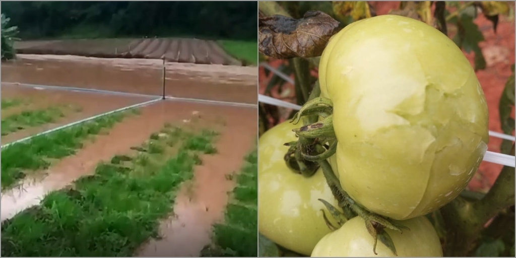 Produtores rurais de Nova Friburgo amargam prejuízos causados pelas fortes chuvas desta semana