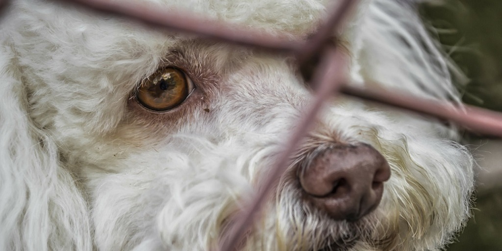 Luta contra o abandono de animais marca o Dezembro Verde em Nova Friburgo