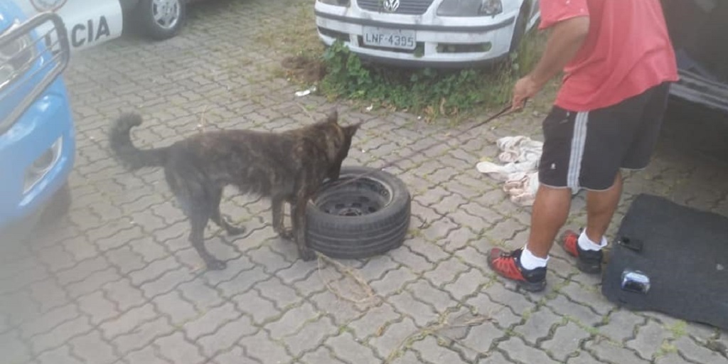 Teresópolis: cão farejador encontra droga escondida em pneu
