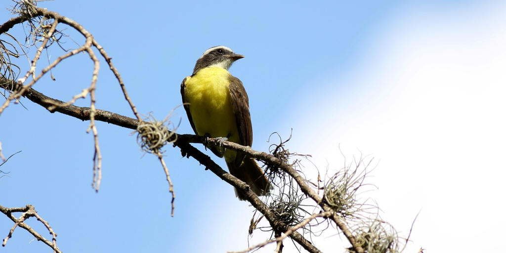 Aves fazem o controle de pragas e a dispersão de sementes no meio ambiente