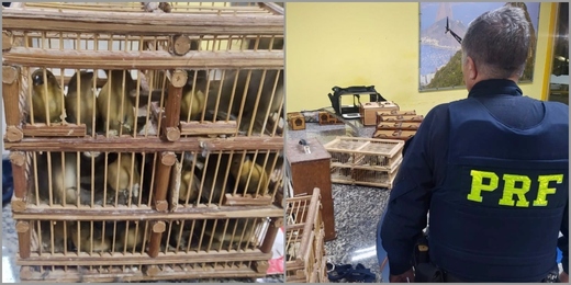 PRF prende homem com 60 pássaros silvestres dentro de pequenas gaiolas em Teresópolis  