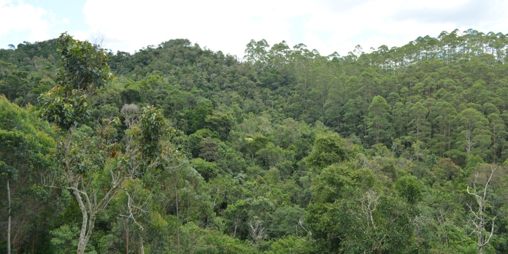 As reservas contribuem para a proteção da biodiversidade e dos recursos naturais
