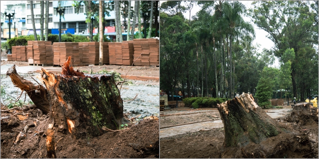 Engenheiro da Defesa Civil de Nova Friburgo confirmou a retirada de 11 indivíduos arbóreos
