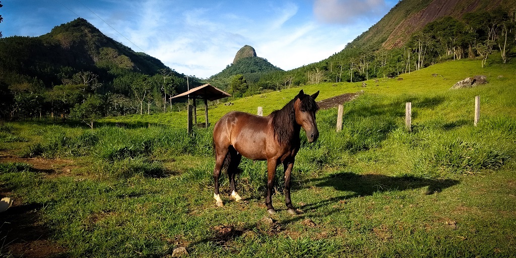 Cavalo na Serra do Bufão