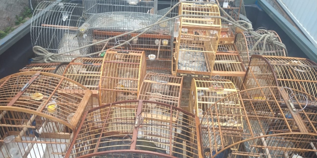 Quase 100 aves silvestres são resgatadas neste ano em Friburgo, Teresópolis e Cachoeiras
