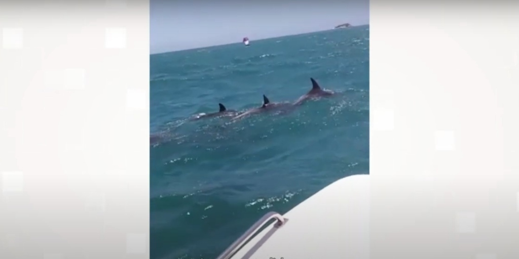 Grupo de golfinhos é visto por turistas que estavam em barco no mar de Búzios, veja o vídeo