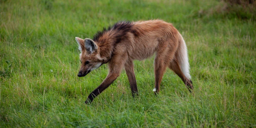 Lobo-guará se torna figurinha fácil em cidades do interior do RJ; veja vídeo