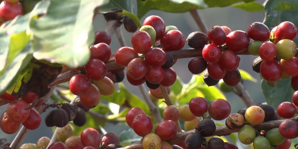 Fruto do cafeeiro, que dá origem aos grãos torrados de café, tem coloração avermelhada