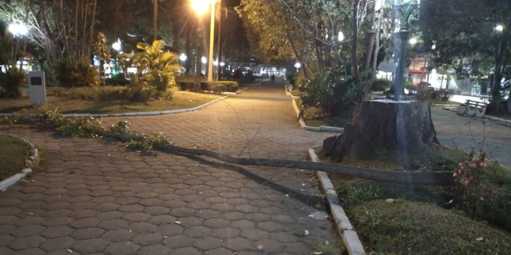 Uma árvore de pequeno porte caiu na praça Getúlio Vargas, no Centro de Nova Friburgo 