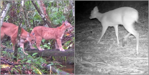 Raras imagens da fauna em Friburgo: veja vídeo de família de onça, outros felinos e veado em mata de Amparo