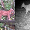 Raras imagens da fauna em Friburgo: veja vídeo de família de onça, outros felinos e veado em mata de Amparo