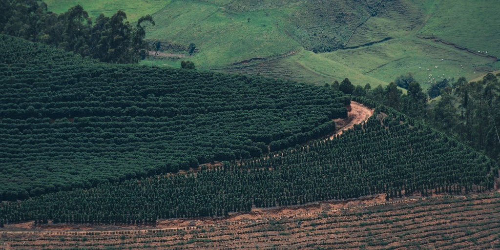 Plantação de café no município de Bom Jardim, de família de imigrantes alemães